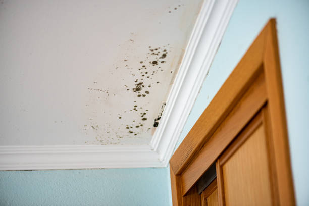 Best Commercial Mold Remediation in USA